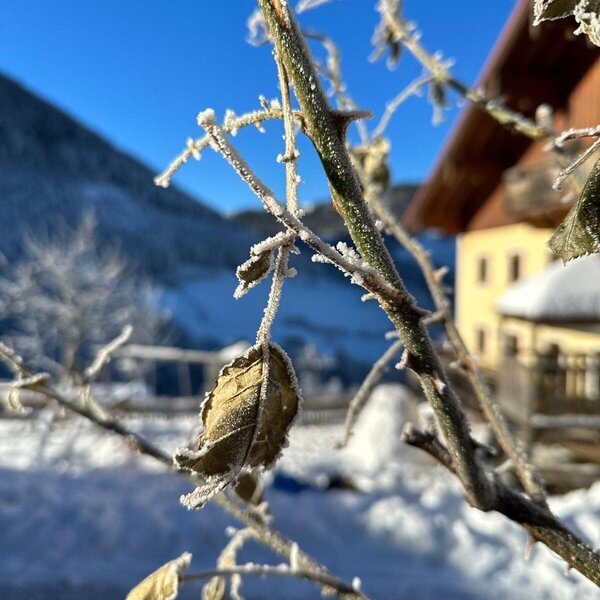 Ein frostbedeckter Zweig mit Blättern vor dem winterlichen Bauernhaus