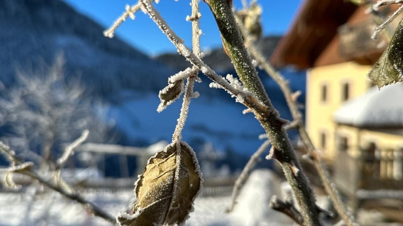 Ein frostbedeckter Zweig mit Blättern vor dem winterlichen Bauernhaus