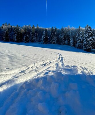 Skispuren im Schnee führen zu einem verschneiten Wald unter blauem Himmel, der die winterliche Umgebung des Ferienhauses zeigt.