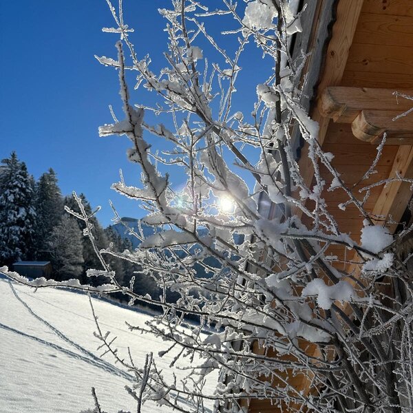 Sonniger Wintertag mit schneebedeckten Ästen und einem Teil des Ferienhauses.