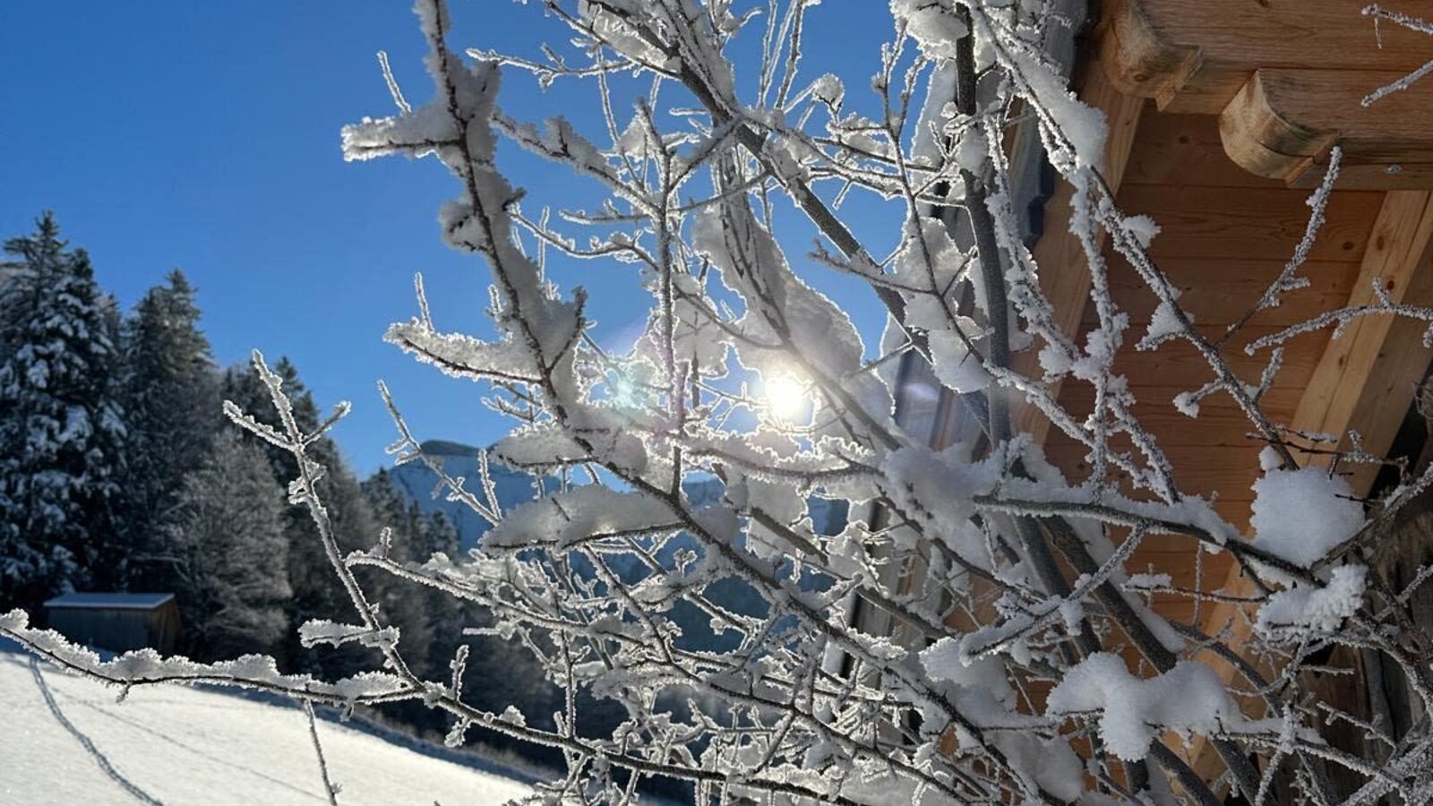 Sonniger Wintertag mit schneebedeckten Ästen und einem Teil des Ferienhauses.