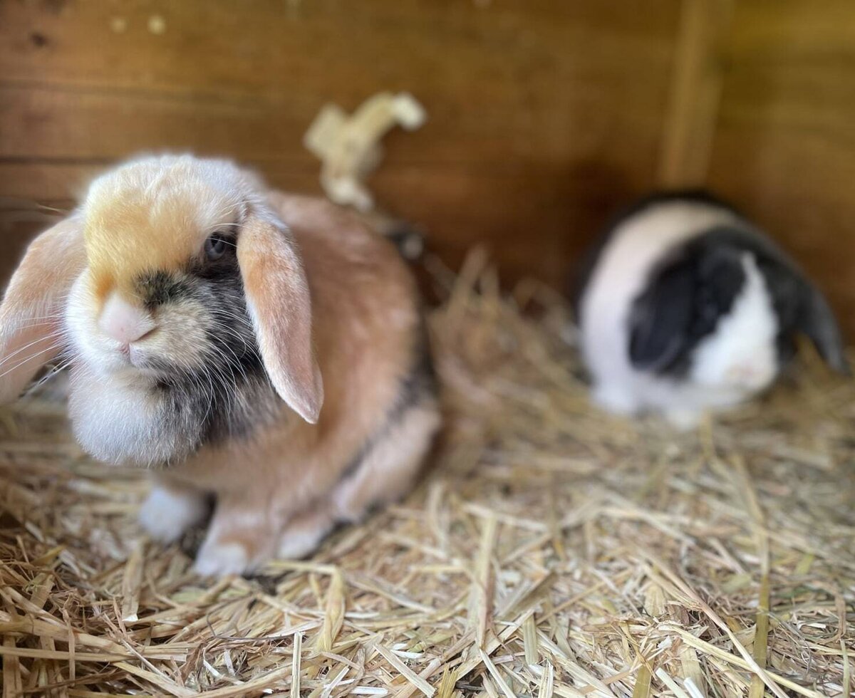 Zwei Kaninchen im Stall auf Stroh