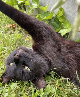 Eine schwarze Katze liegt im Gras