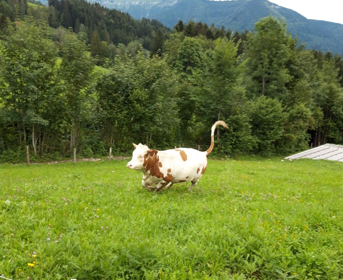 Kalbin im Laufschritt