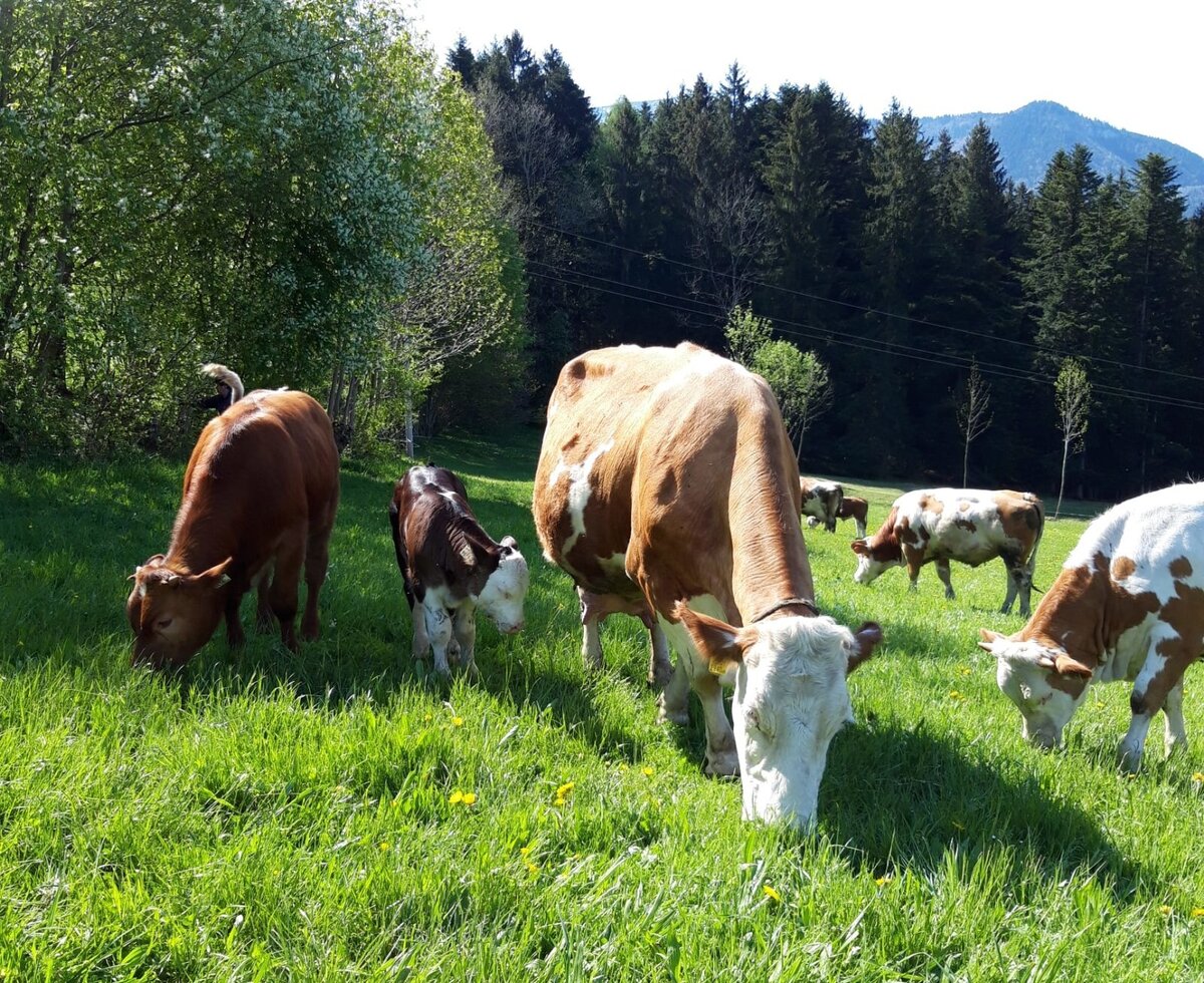 einige unserer Rinder auf der Weide