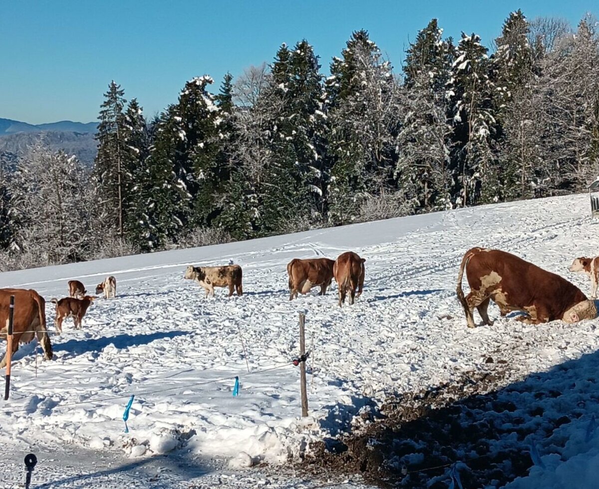 unsere Rinder beim Winterauslauf