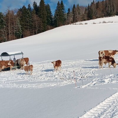 unsere Rinder im Schnee