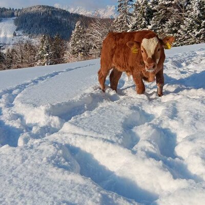 Edi im Pulverschnee.