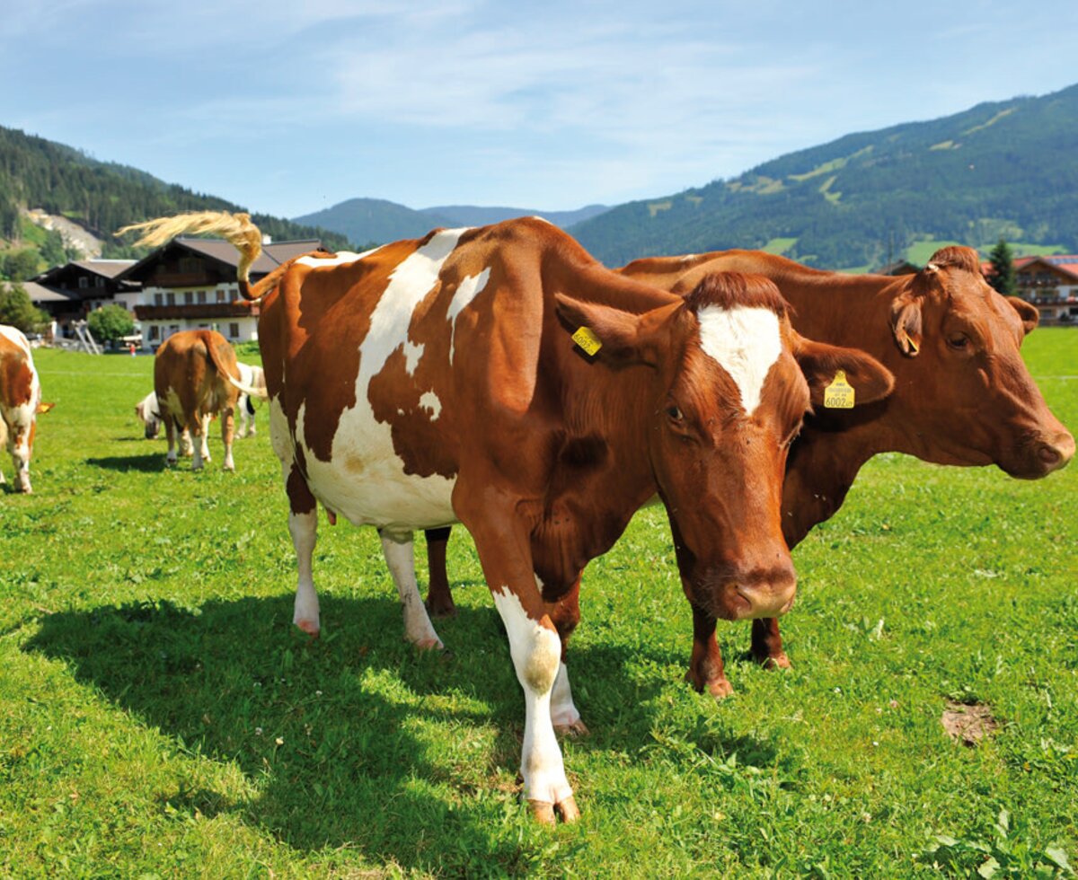 Unsere Kühe