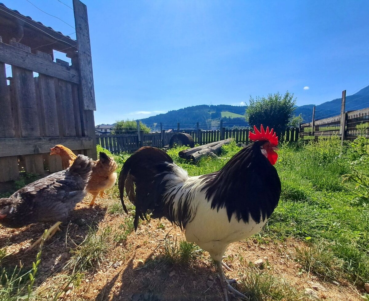 Glückliche Hühner