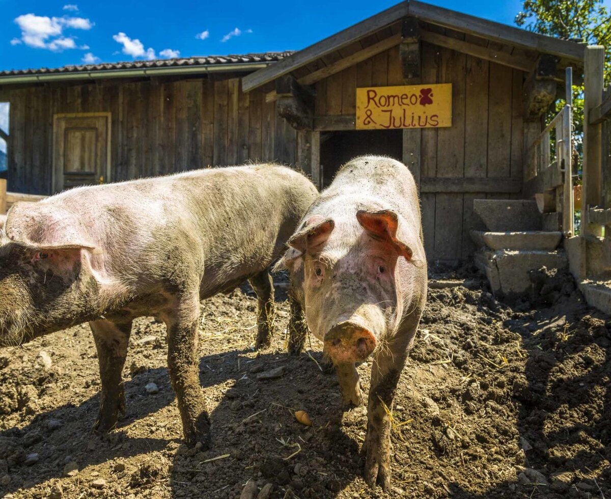 Unsere Schweine