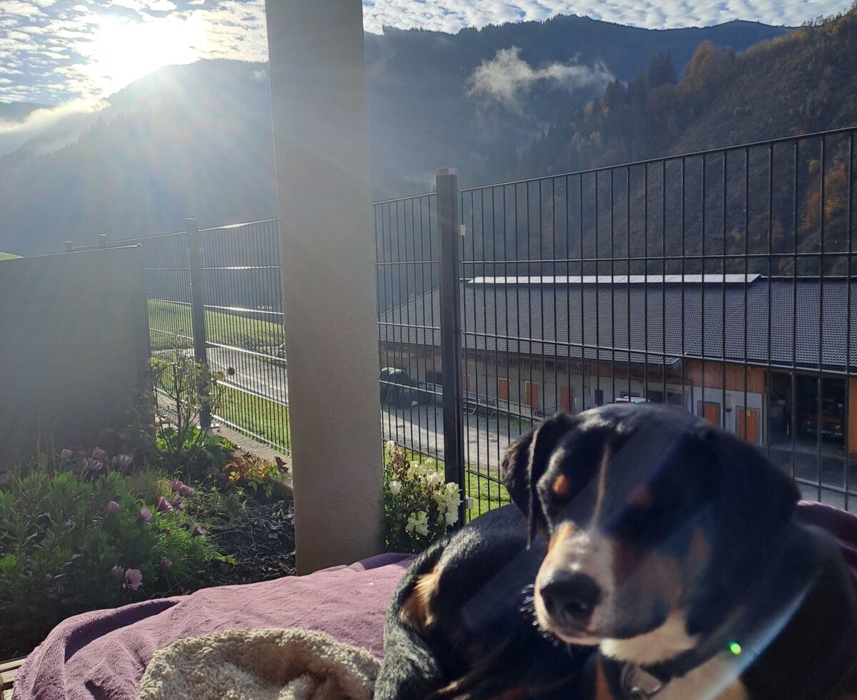Ein Hund liegt auf der Terrasse des Bauernhofs mit Blick auf die umliegende Berglandschaft.
