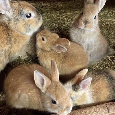 Unsere Hasen 