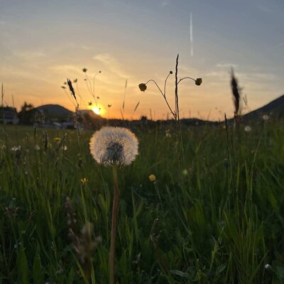 Die idyllische Umgebung des Bauernhofs mit einer blühenden Wiese im warmen Licht des Sonnenuntergangs.