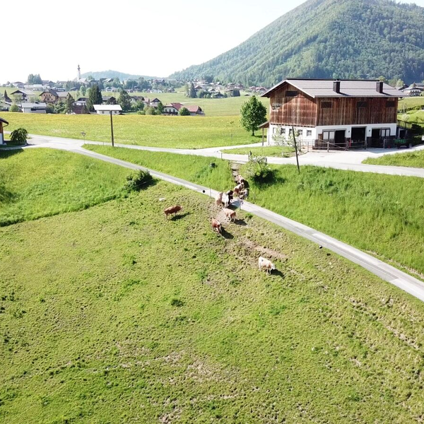 Der einladende Bauernhof, eingebettet in saftig grüne Wiesen mit grasenden Kühen und Blick auf die idyllische Berglandschaft.