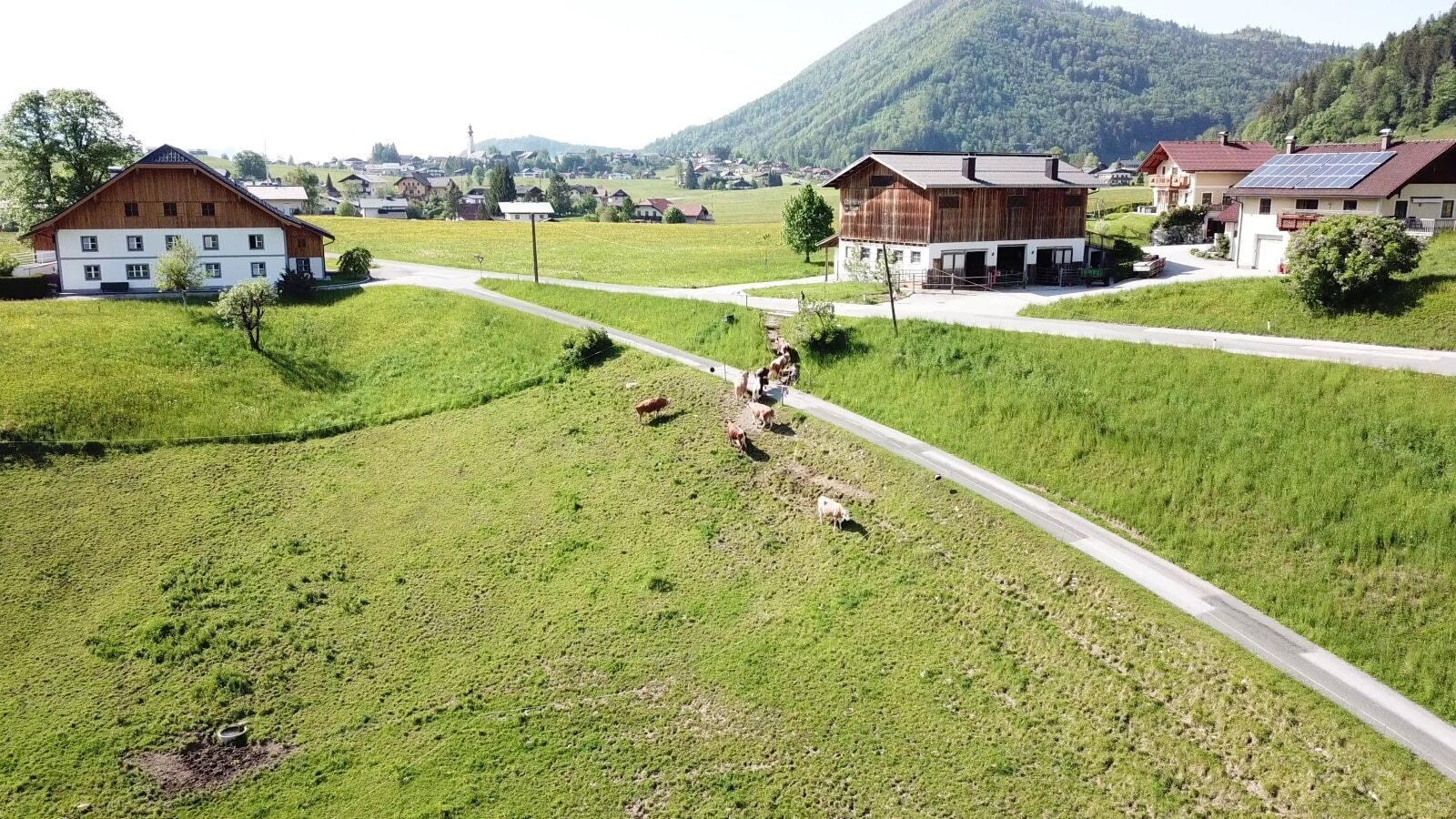 Der einladende Bauernhof, eingebettet in saftig grüne Wiesen mit grasenden Kühen und Blick auf die idyllische Berglandschaft.