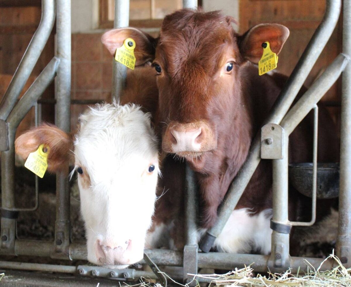 Zwei neugierige Kälbchen im gemütlichen Stall des Bauernhofs.