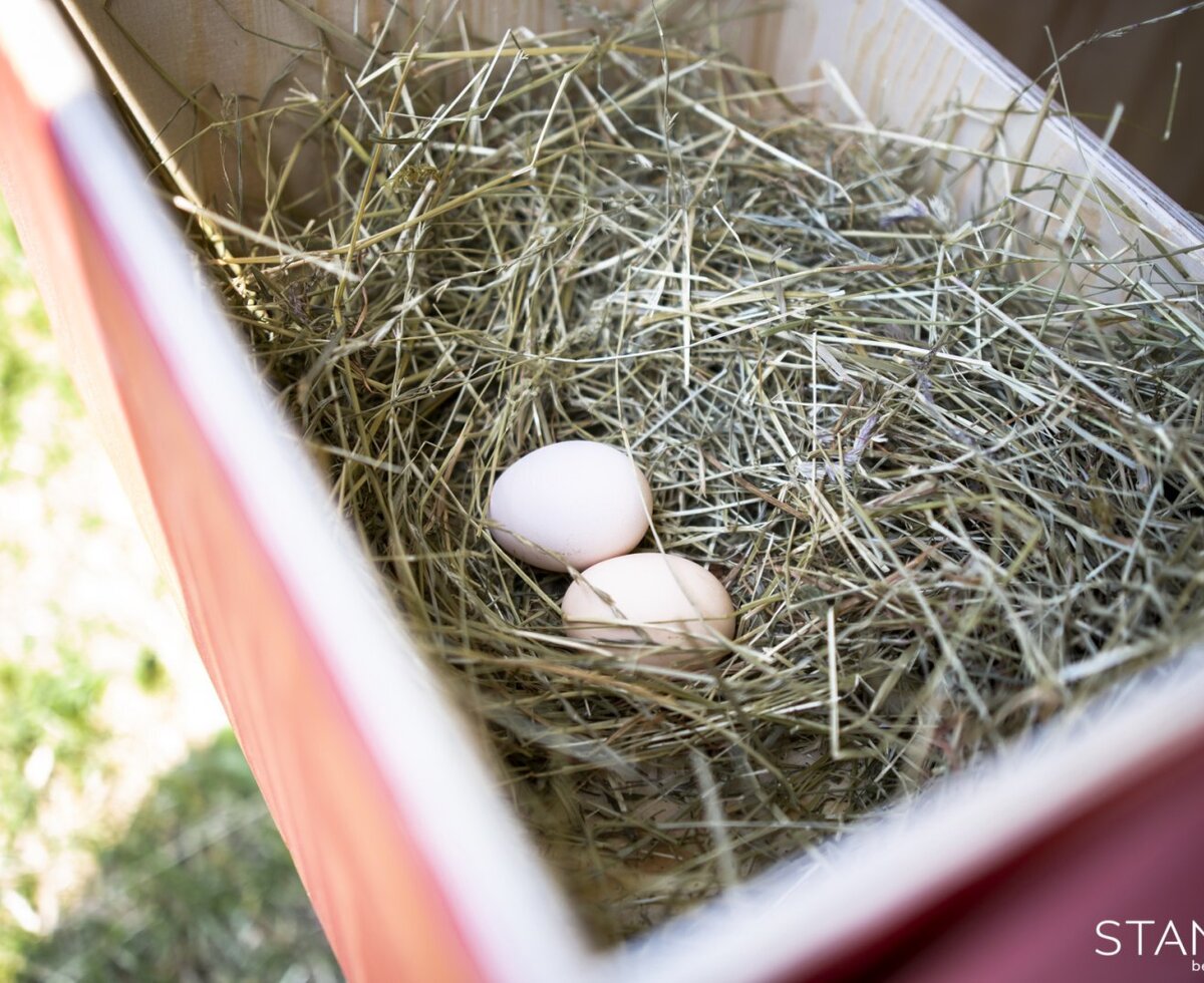 Frische Eier in einem gemütlichen Heunest direkt auf dem Bauernhof.