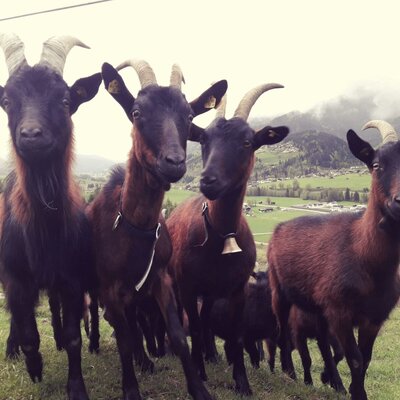 Unsere Ziegen
