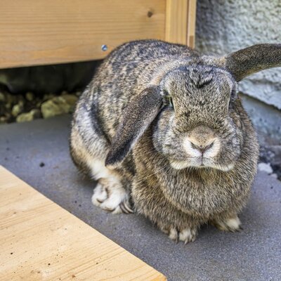 unser Hase