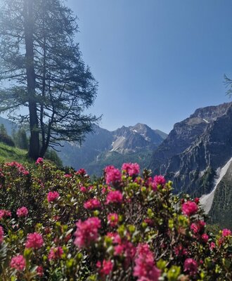 Almrausch im Hintergrund Berge die Natur