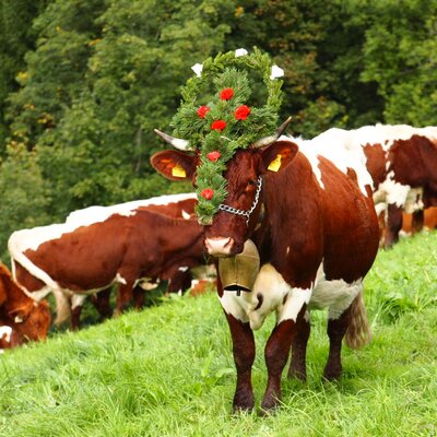 Als Dank für eine unfallfreie Zeit auf der Alm werden unsere Kühe für den Almabtrieb mit einem handgebundenen Kopfschmuck geschmückt.