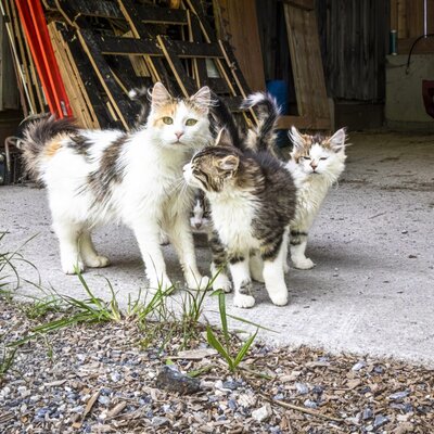 Eine Gruppe neugieriger Katzen auf dem einladenden Bauernhof.