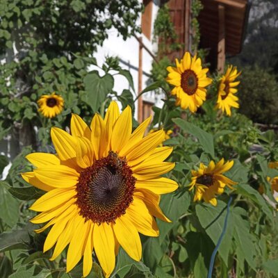 Leuchtend gelbe Sonnenblumen im einladenden Garten des Bauernhofs.
