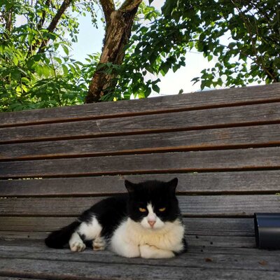 Eine gemütliche Katze entspannt auf einer Holzbank im grünen Garten des Bauernhofs.