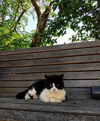 Eine gemütliche Katze entspannt auf einer Holzbank im grünen Garten des Bauernhofs.