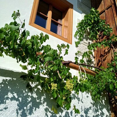 Die charmante Fassade des Bauernhofs mit einem Holzfenster und einer üppig wachsenden Weinrebe mit Weintrauben.
