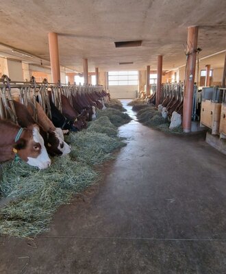 Die Kühe im Stall