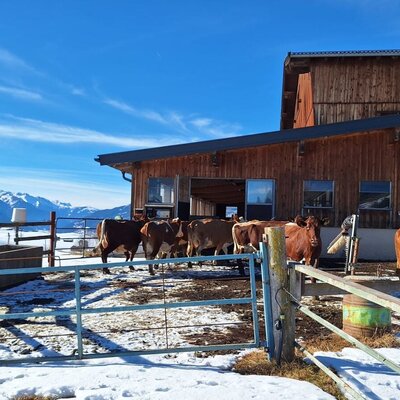 Kühe vor einem Stall in einer verschneiten Landschaft mit Bergen im Hintergrund.