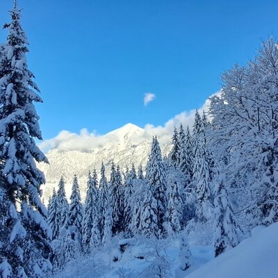 Winterlandschaft mit verschneiten Tannenbäumen und einem Berggipfel unter blauem Himmel.
