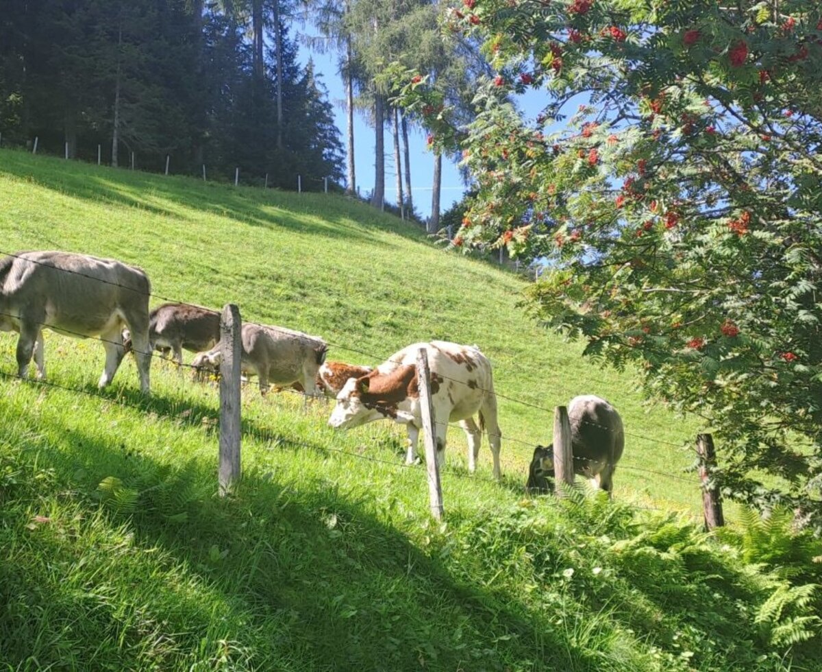 Kühe grasen auf der grünen Wiese des Bauernhofs, mit Bäumen im Hintergrund.