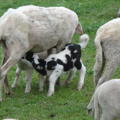 Lämmer beim Trinken