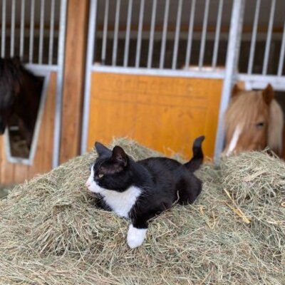 Eine Katze auf einem Heuhaufen mit Pferden in den Stallungen des Bauernhofs.