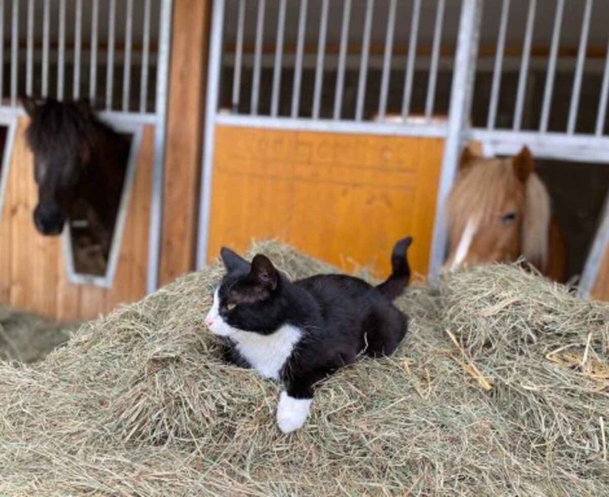 Eine Katze auf einem Heuhaufen mit Pferden in den Stallungen des Bauernhofs.