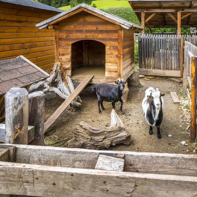 Zwei Ziegen in einem Holzgehege mit Unterstand auf dem Bauernhof.