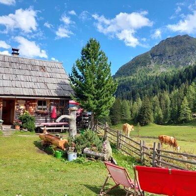 Außenbereich der Tonimörtlhütte Blick auf die Berge und Weiden mit Kühen.