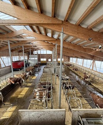 Der Kuhstall des Bauernhofs mit Kühen in den Ställen und einer hellen Holzkonstruktion.