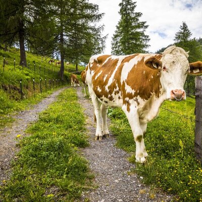 Tierische Nachbarn