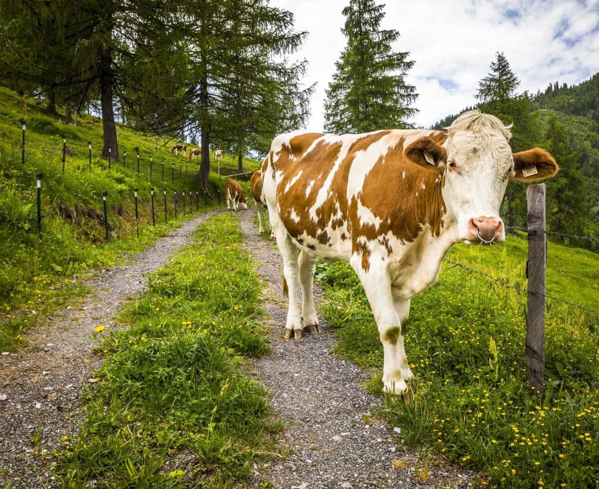 Tierische Nachbarn