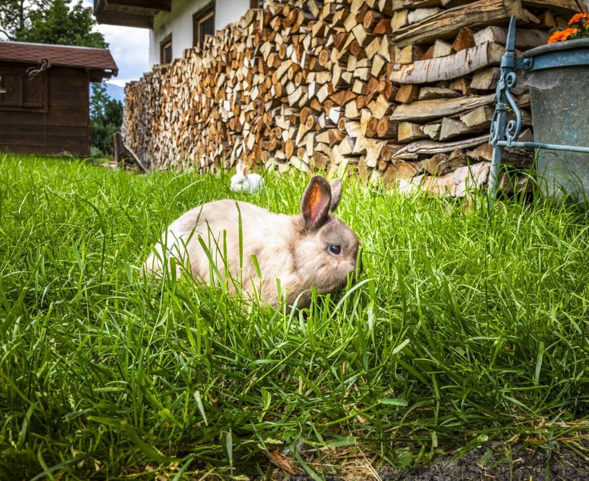 Ein Kaninchen im Garten des Bed and Breakfast, mit gestapeltem Brennholz und einem Nebengebäude im Hintergrund.