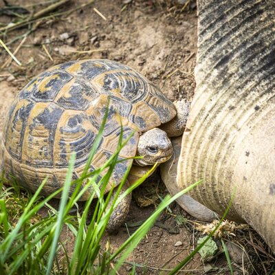 Eine Schildkröte auf dem Gelände des Bed and Breakfast, neben einem großen Tontopf und Gras.