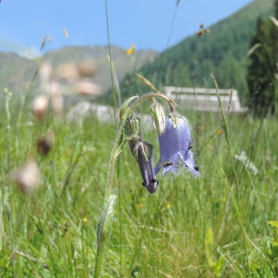 Eine Glockenblume in der Wiese des Hofes mit Bergen im Hintergrund.