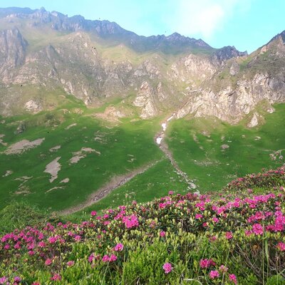 Berglandschaft mit blühenden Alpenrosen und grünen Berghängen in der Umgebung des Hofes.
