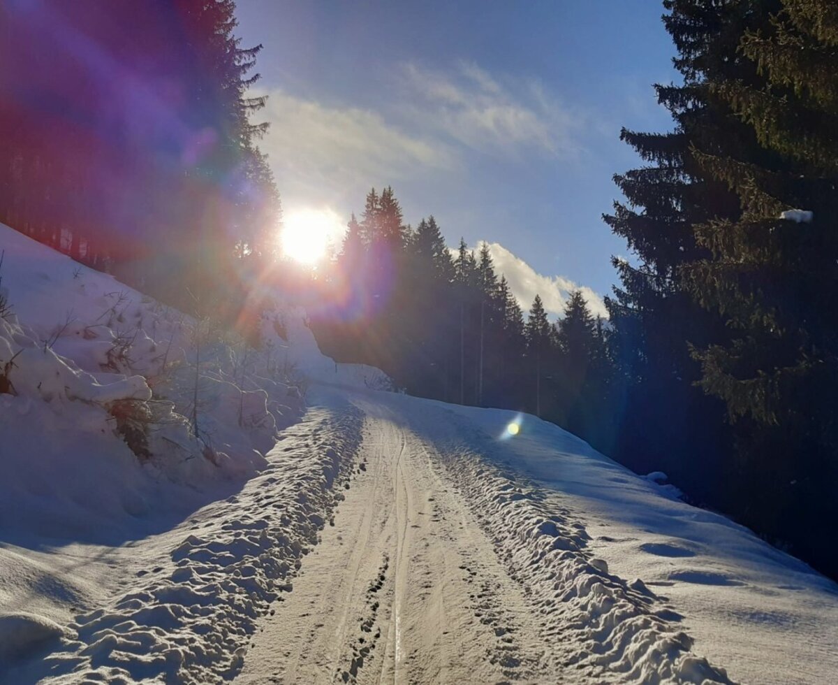Der verschneite Weg zum Bed and Breakfast, umgeben von Tannenbäumen und Sonnenschein.
