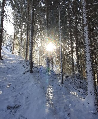Verschneiter Wald in der Nähe des Bed and Breakfast, mit Sonnenstrahlen, die durch die Bäume scheinen.