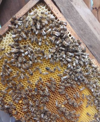 Ein Bienenstockrahmen mit Bienen und Honigwaben, der die Imkerei des Bed and Breakfast präsentiert.